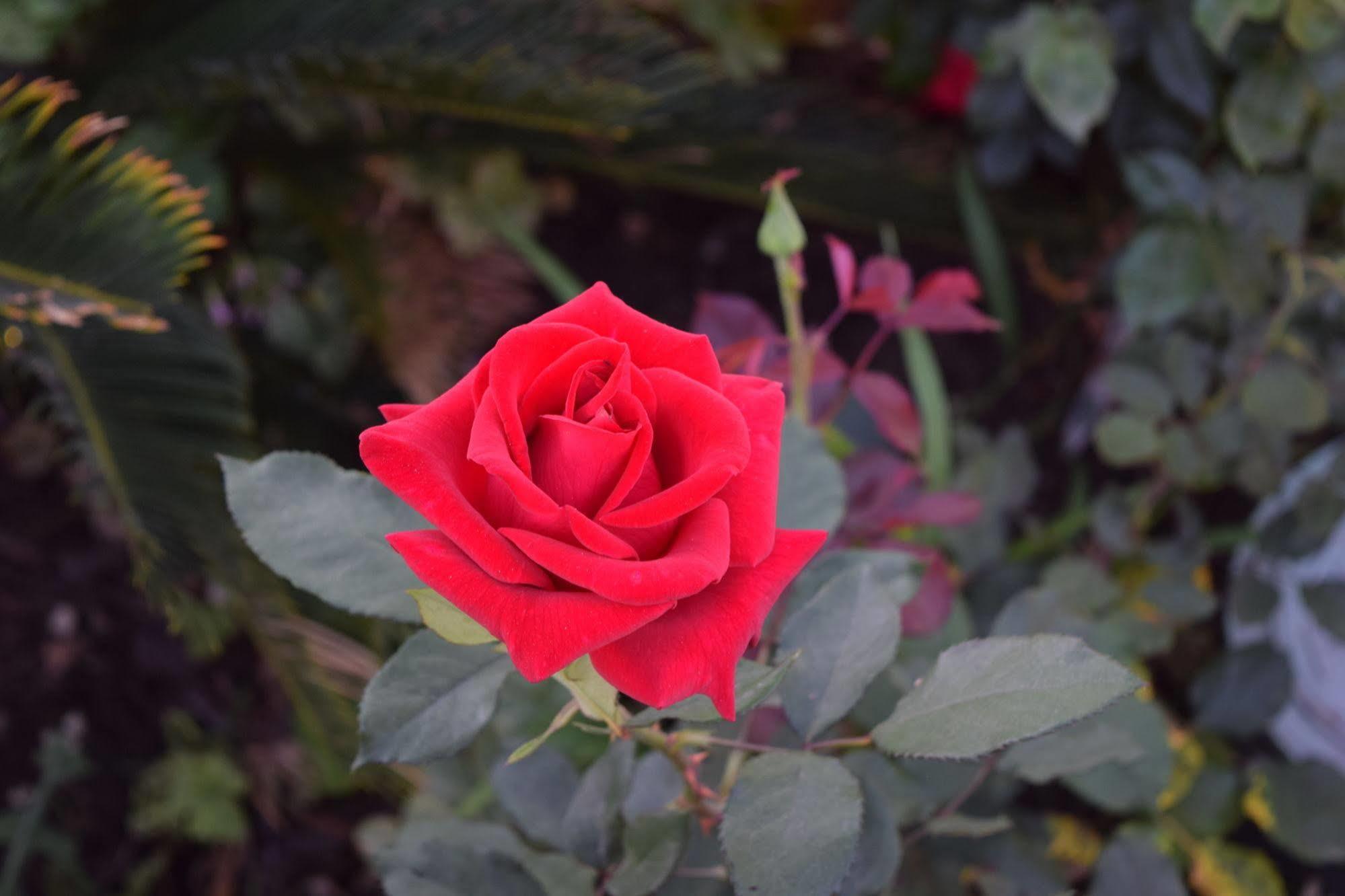 Rose Garden Inn Santa Barbara Eksteriør billede